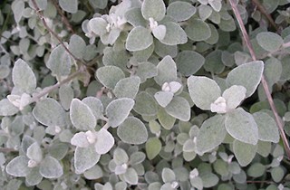 Licorice plant